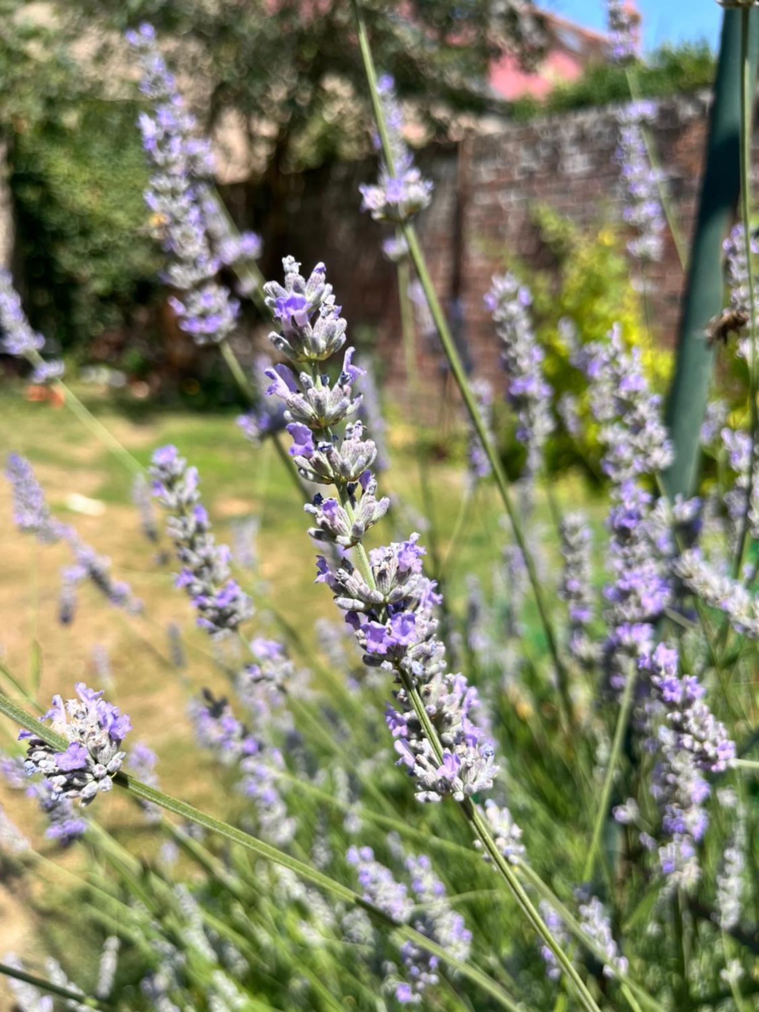 Maison Chaleureuse Avec Jardin - Pause Normande Sées Esterno foto
